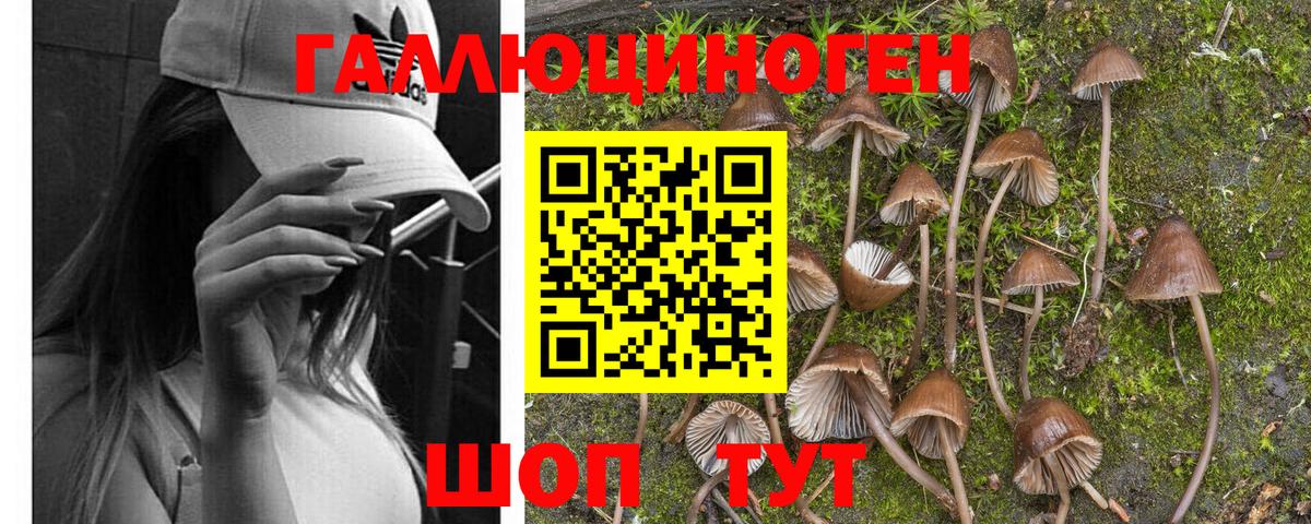 Галлюциногенные грибы Psilocybe  Вход с VPN  Тверь 