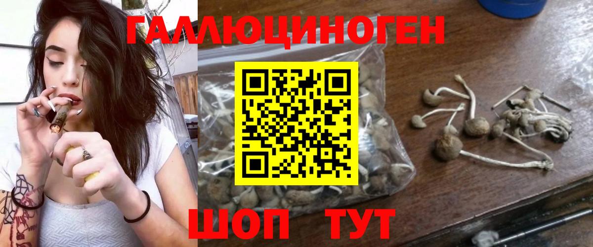 Галлюциногенные грибы Psilocybine cubensis Тверь